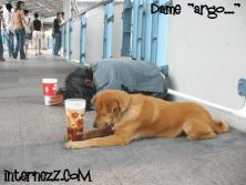 Haga click para ver la imagen ampliada dame argo.jpg